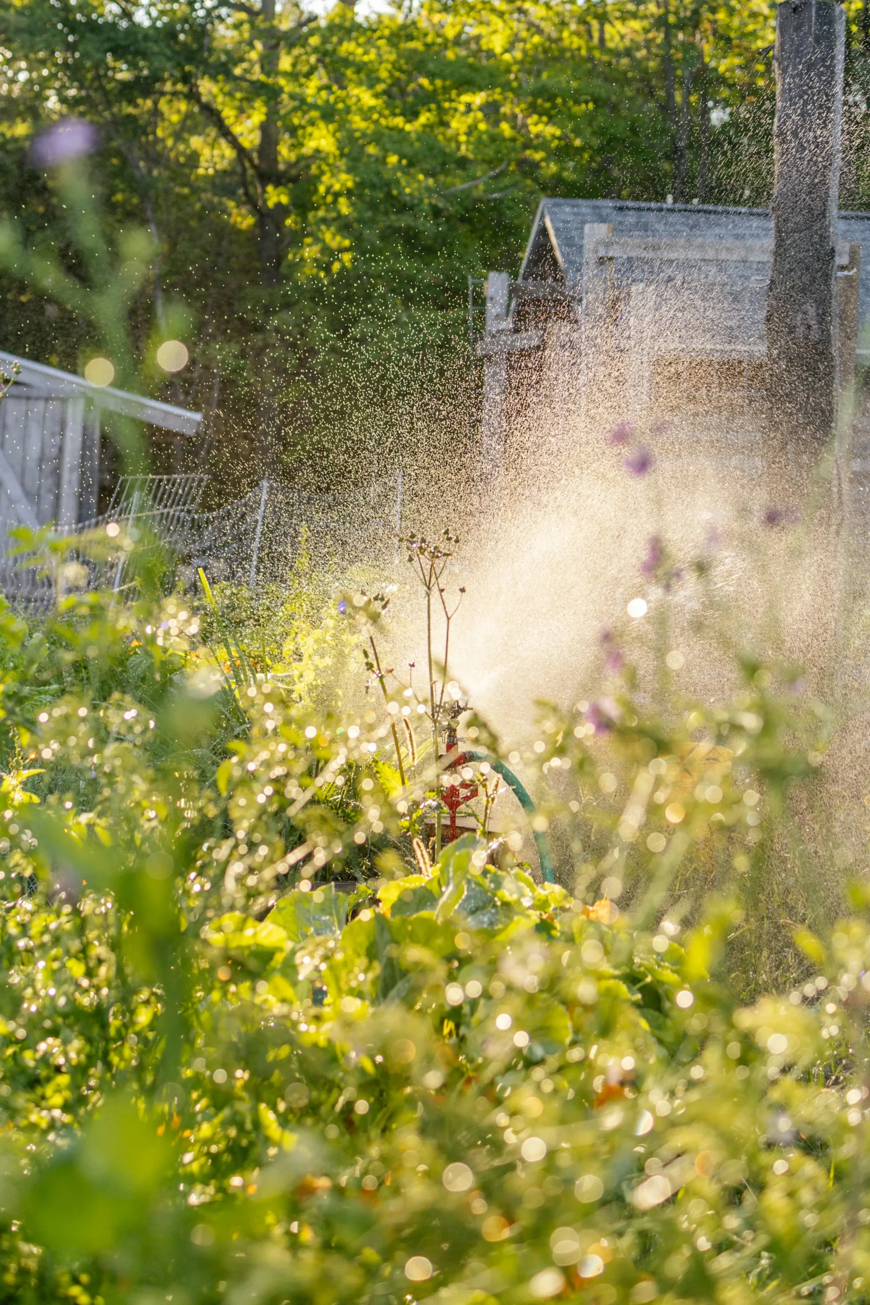 Sunlit garden with a sprinkler watering plants, creating a mist of water droplets among lush greenery.