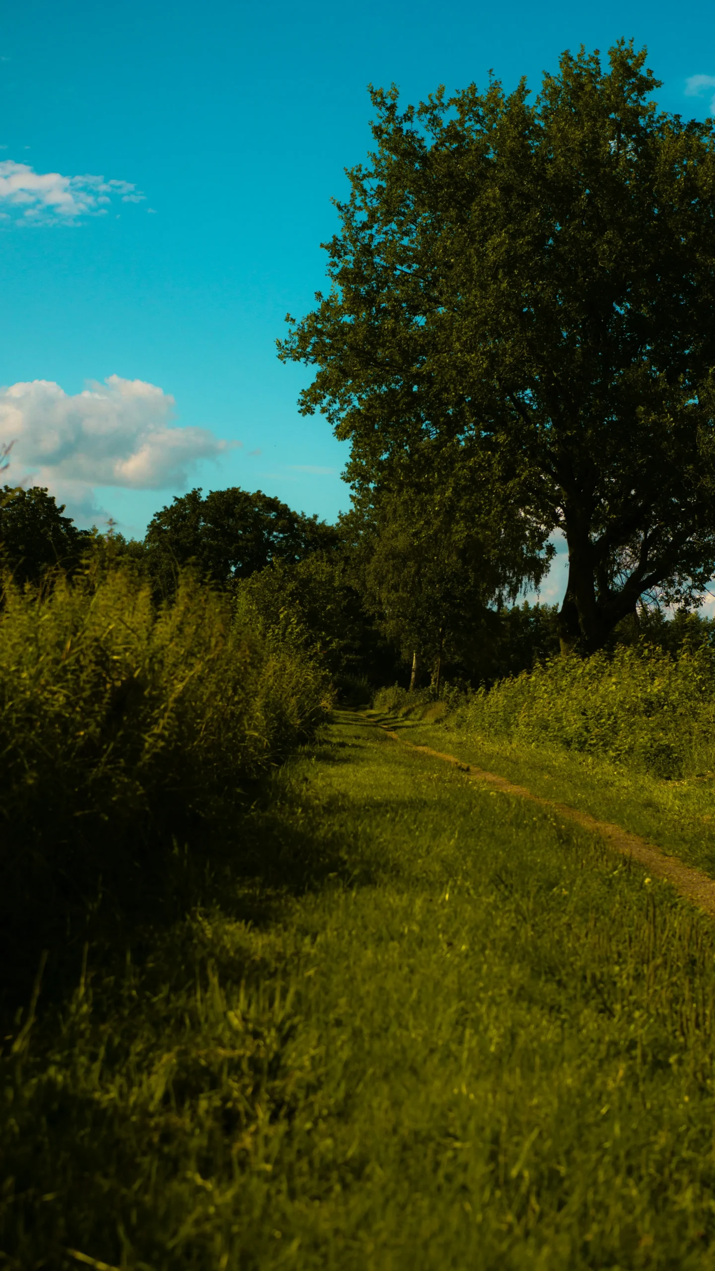 Green countryside footpath winding through tall grass and trees on a bright day with a blue sky.