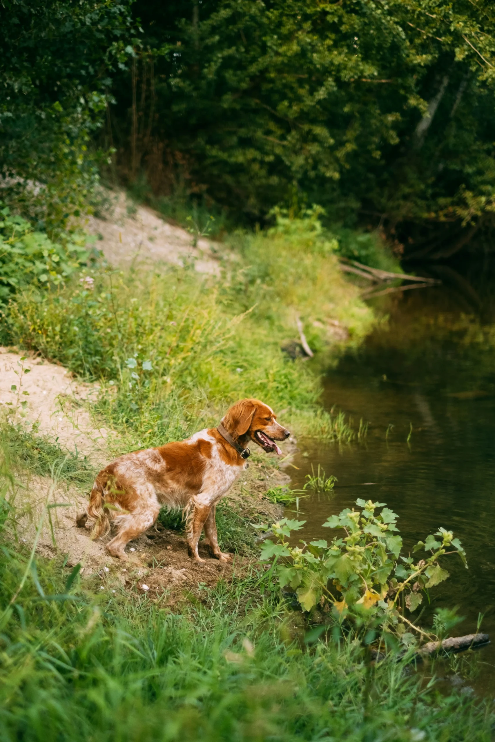 Brown and white dog standing on a grassy riverbank, looking out across the water.”