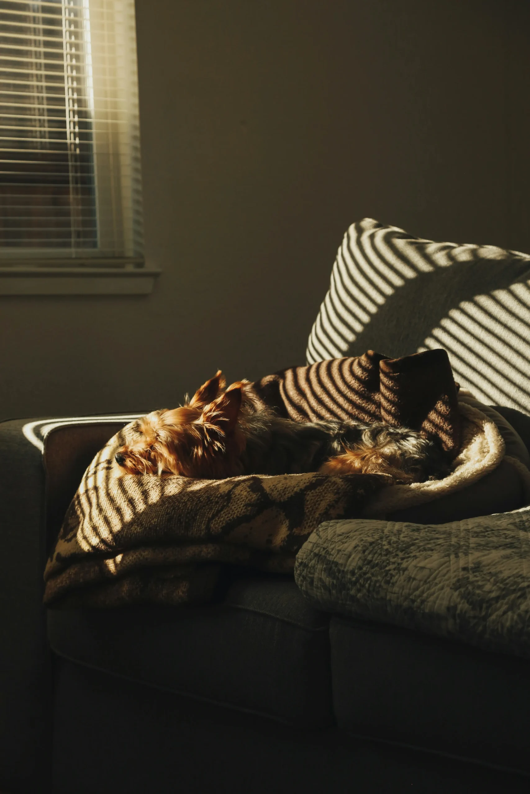 Small dog resting on a blanket on a sofa with sunlight casting striped shadows.