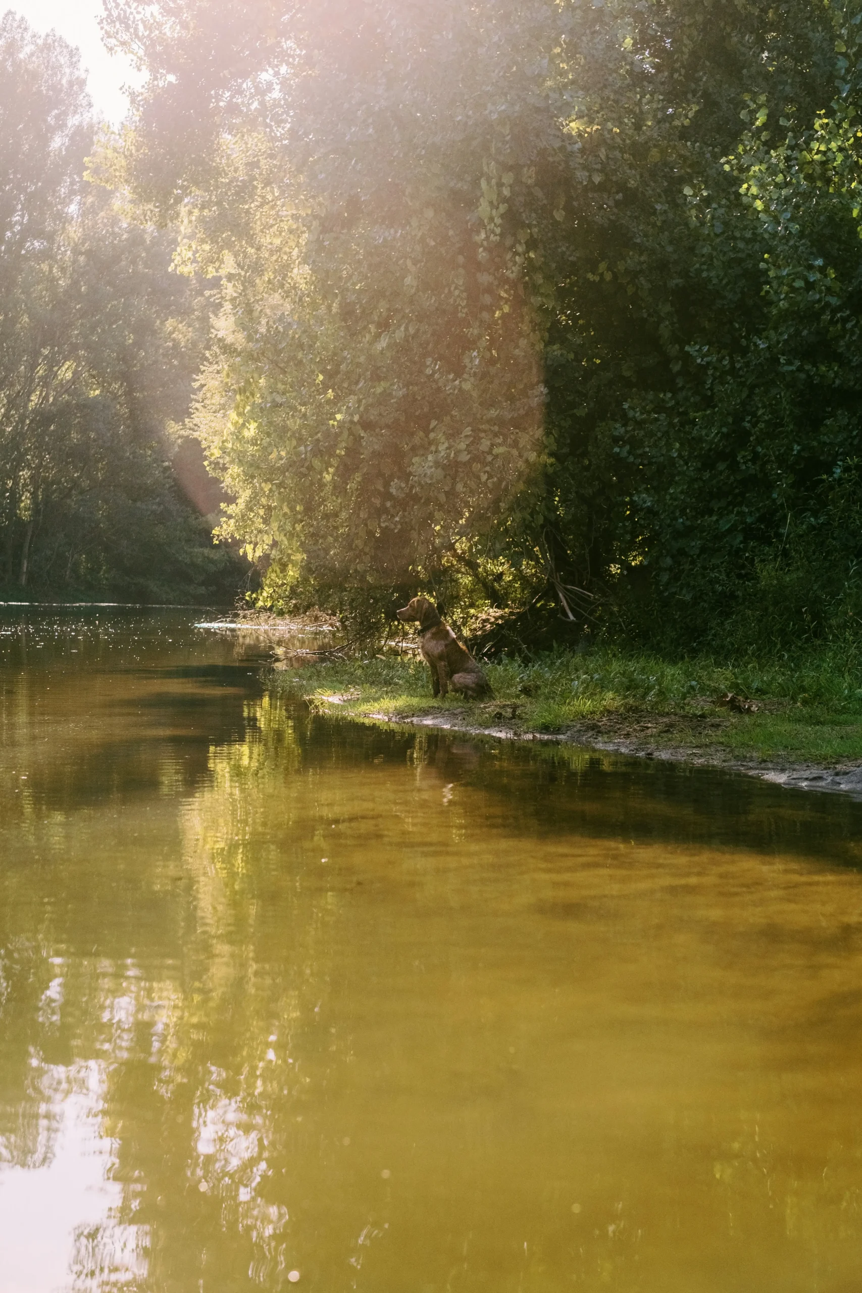 Calm riverside scene with tree-lined banks in autumn colours and a walking path running alongside the water.